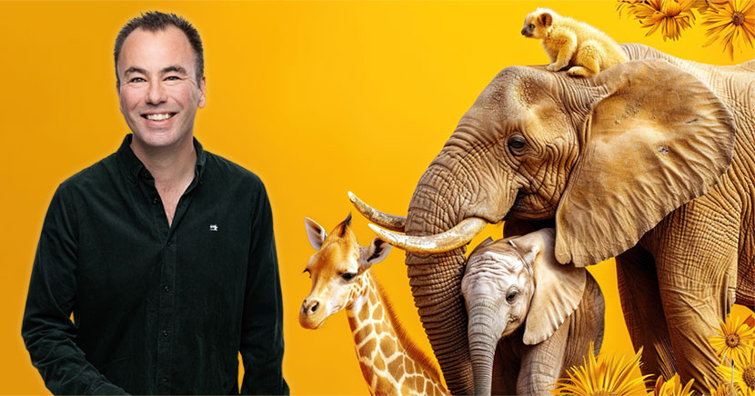 Befria elefanterna och skapa psykologisk trygghet